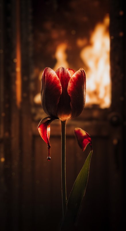 تصویر سازی گل لاله خونین؛ قابی متفاوت از شهادت حضرت زهرا (س)