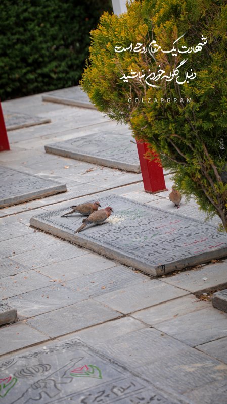 شهادت یک مقام روحی است ، دنبال گلوله خوردن نباشید ..