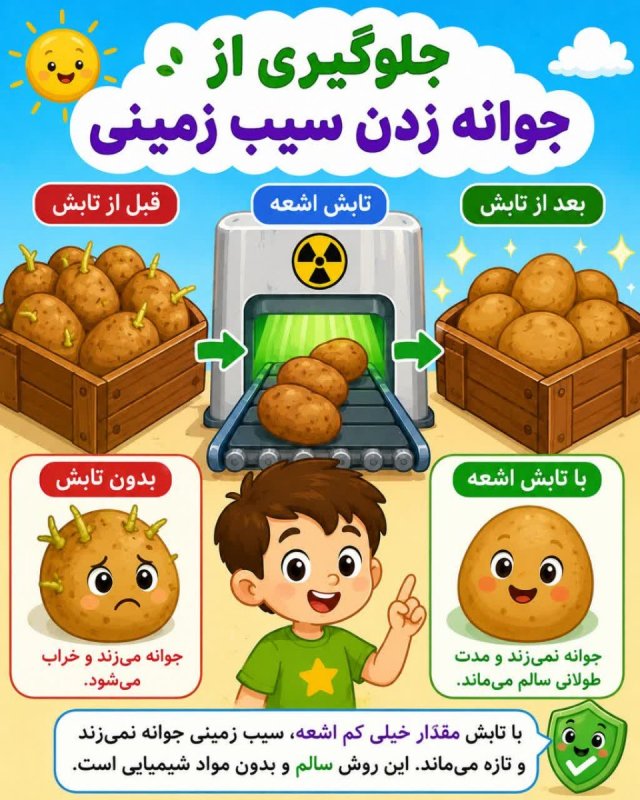 جلوگیری از جوانه زدن سیب زمینی