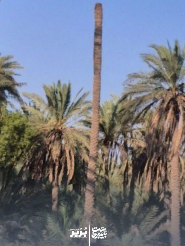 اربعین