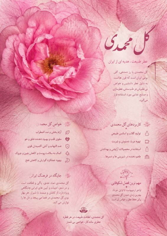 گل محمدی