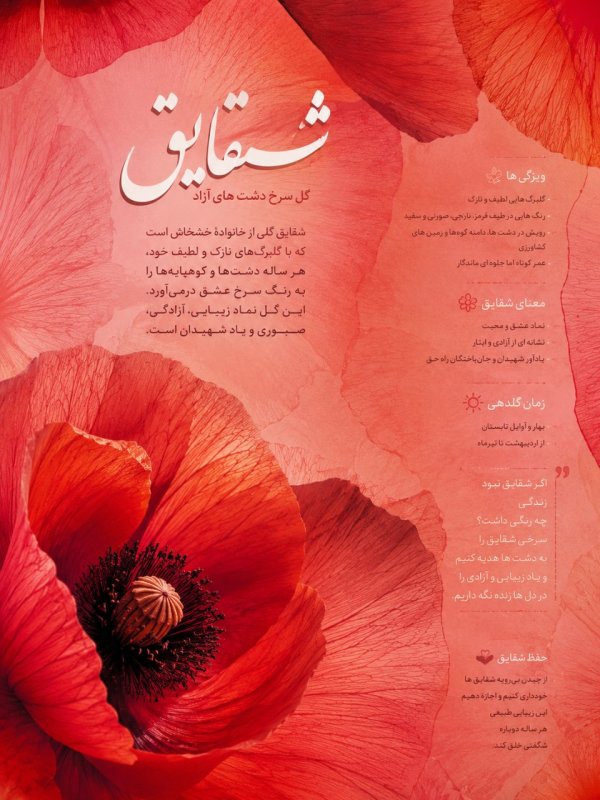 شقایق
