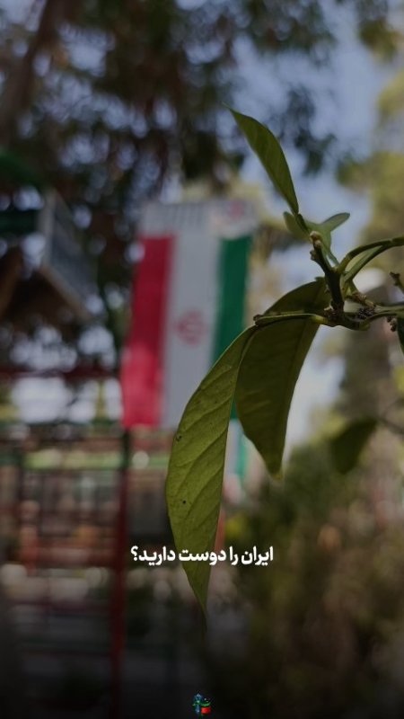 شهدا